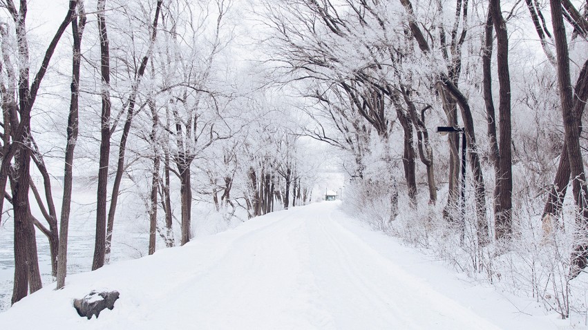 Forest Winter Road Background Full HD Image Photo Free