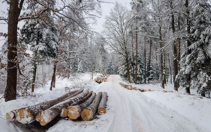 Forest Winter Road Background Full HD Image Photo Free