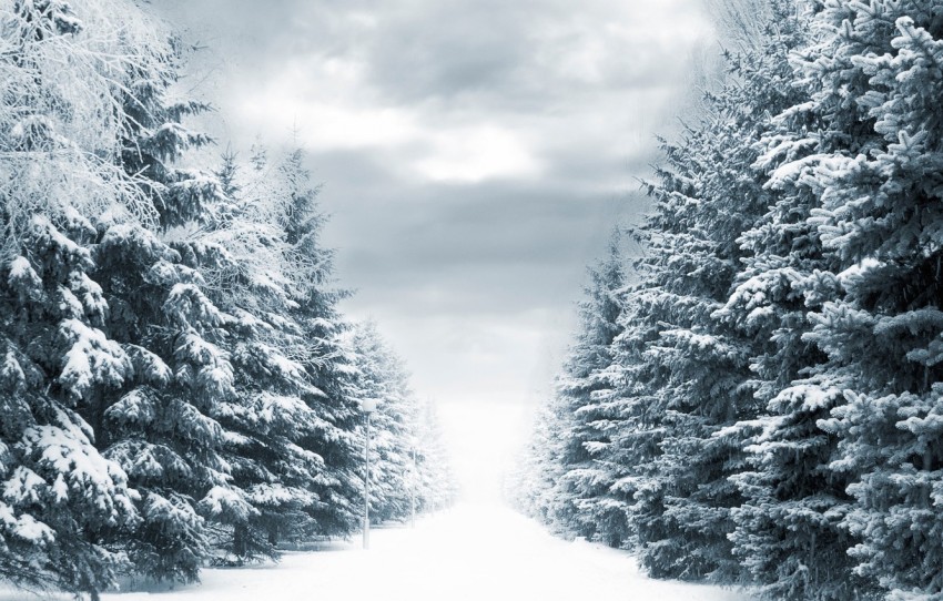 Forest Winter Road Background  HD Download Free