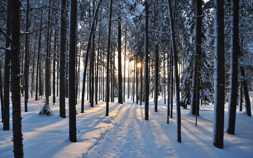 Forest Winter Tree Background HD Download