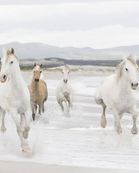 Four White Horse Picsart Background