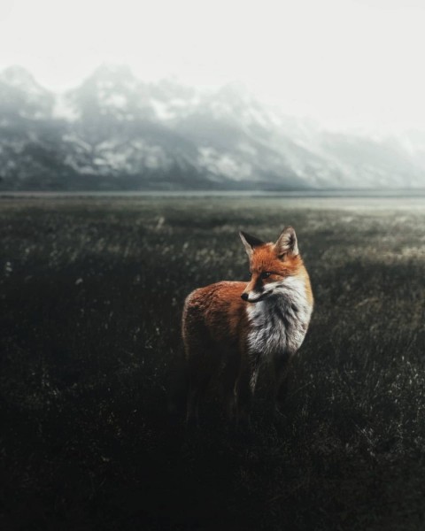 Fox Picsart Photo Editing Background