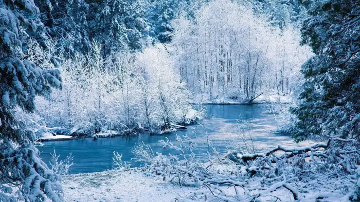 Frozen Winter Forest Background HD Wallpaper Free