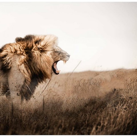 Full HD Lion CB Background Download