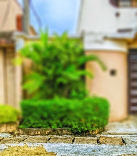 Garden Blurred CB Picsart Editing Background HD Download