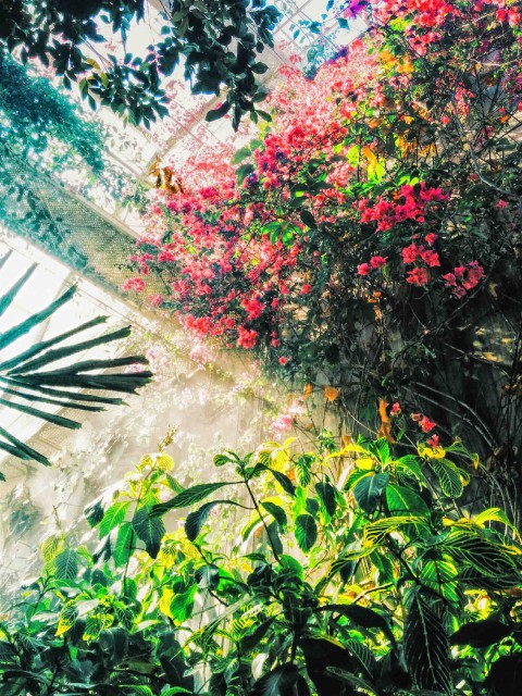 Garden CB Picsart Editing Background HD Free Images