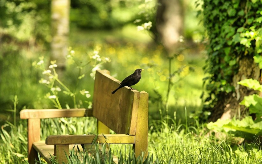 Garden Chair Background Wallpaper Download