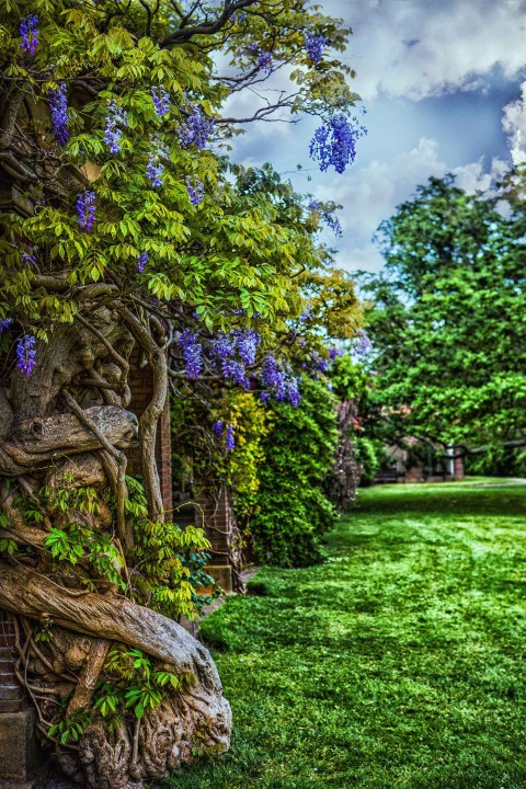 Garden Editing Background High Resolution Free Download