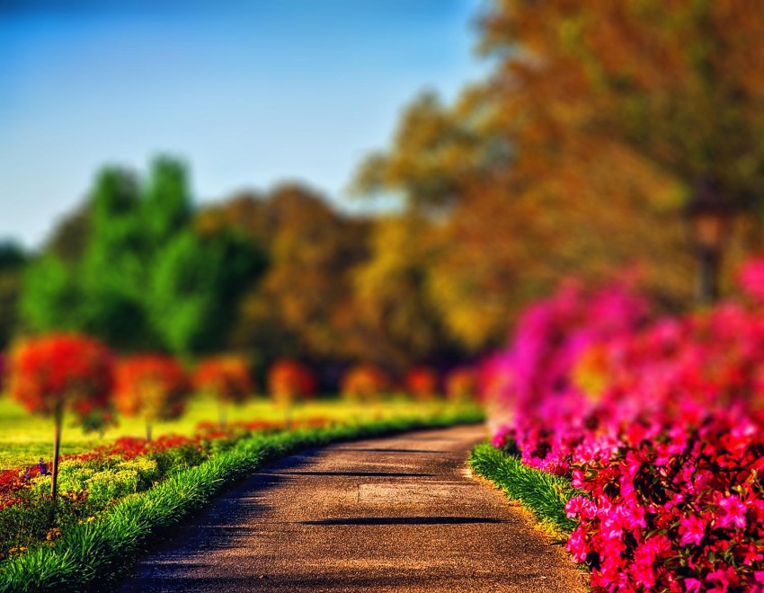 Garden Flower CB Picsart Editing Background HD Download