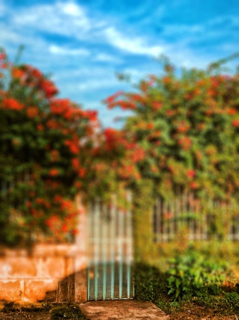 Garden Gate CB Picsart Editing Background HD Download