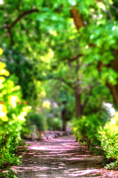 Garden Green Nature CB Background HD Download