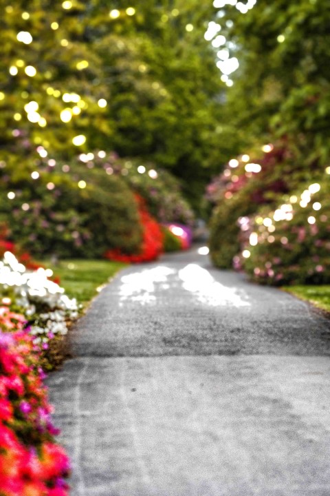 Garden Road CB Picsart Editing Background HD Download