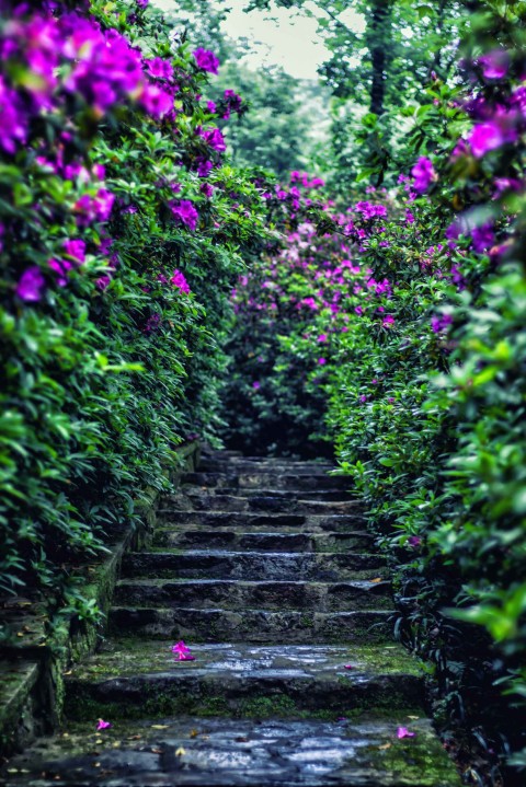 Garden Stairs CB Picsart Editing Background HD Download