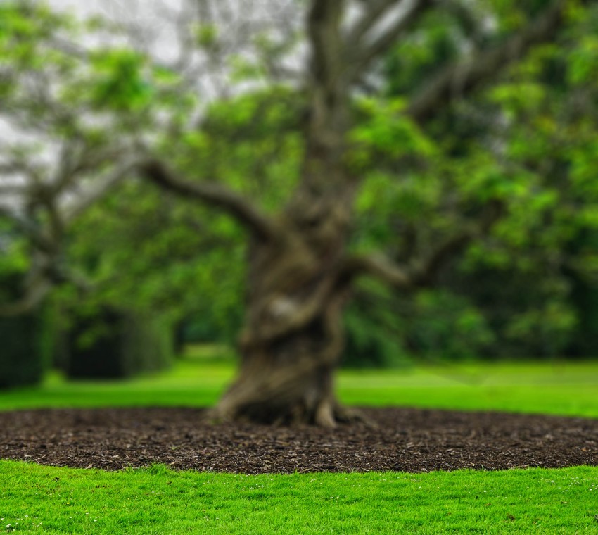 Garden Tree CB Photo Editing Background HD Download