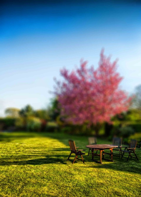 Garden Tree CB Picsart Editing Background HD Download