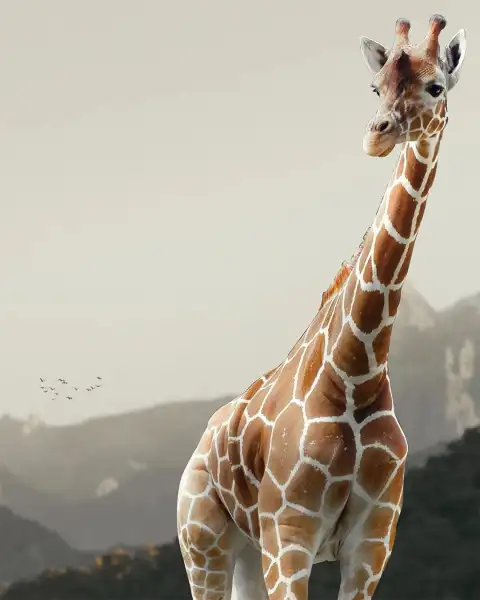 Giraffe Picsart Photo Editing Background Download