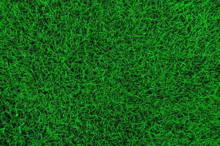 Grass Background HD Images Free