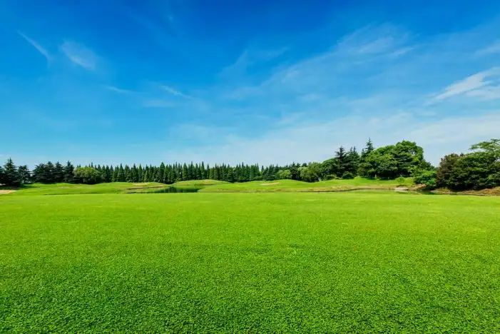 Grass Background HD Images Free