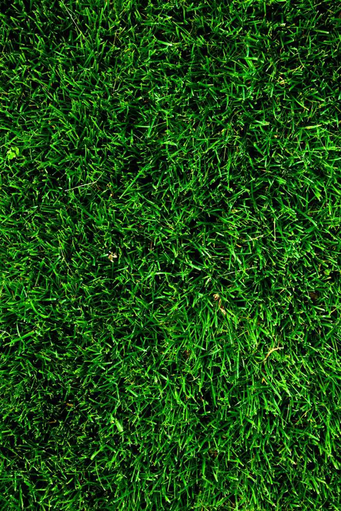 Grass Background HD Images Free