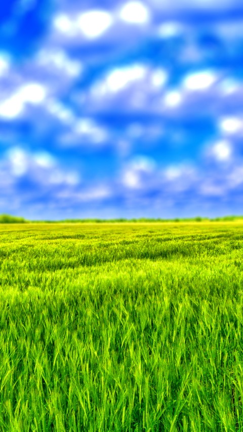 Grass Blur Sky CB Picsart Editing Background Full HD