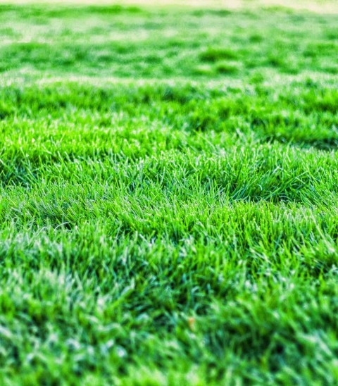 Grass CB Photoshop  Background Full HD Download