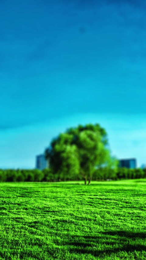 Grass CB Picsart Editing Background Full HD Download