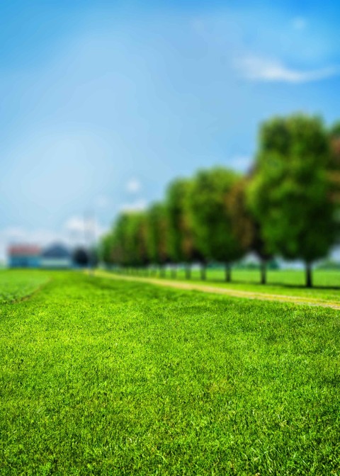 Grass CB Picsart Editing Background Full HD Download