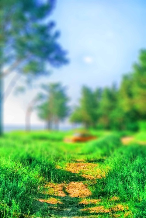 Grass CB Picsart Editing Background Full HD Download