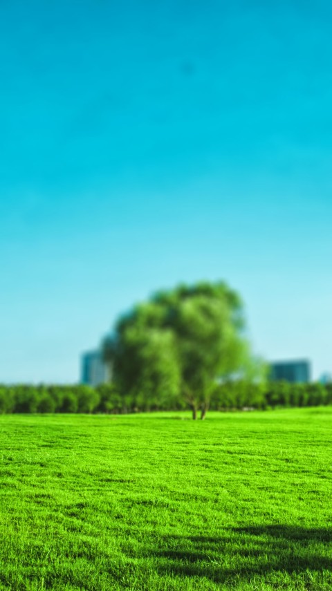 Grass CB Picsart Editing Background Full HD Free Download