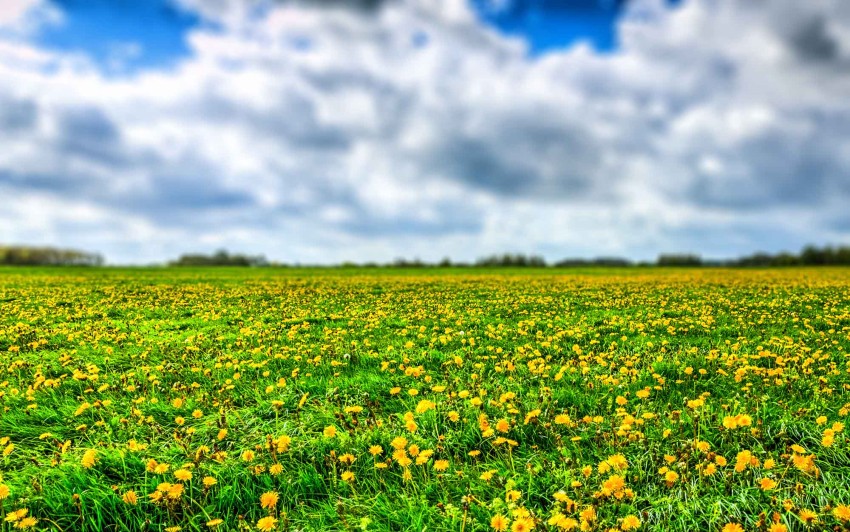 Grass Field Blue Sky Editing Background Full HD Download