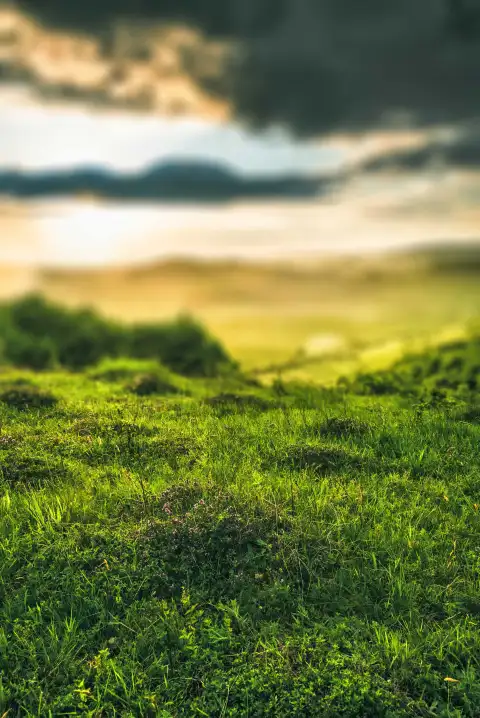 Grass Field CB Picsart Editing Background HD Download