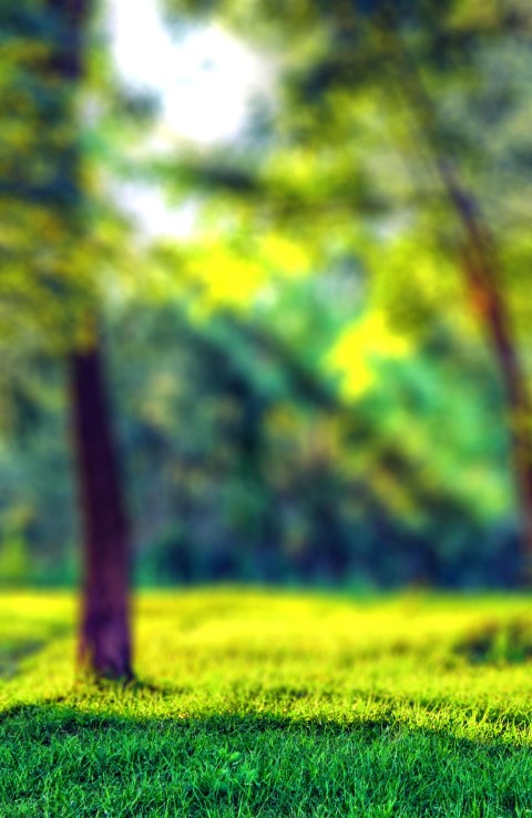 Grass Forest Tree CB Picsart Background Full HD Download