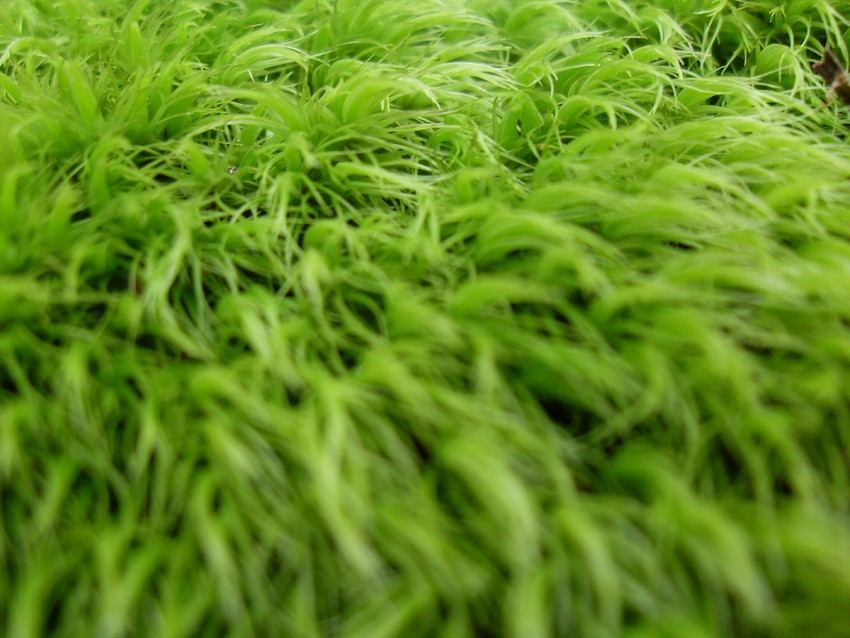 Grass Full HD Background Images Download