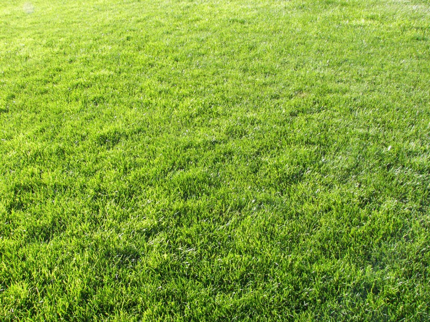 Grass HD Background Images Photos Download