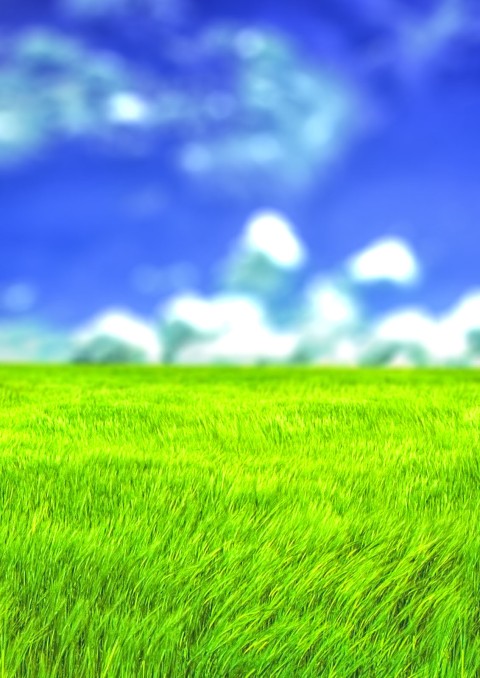 Grass Photoshop  Picsart Editing Background Full HD