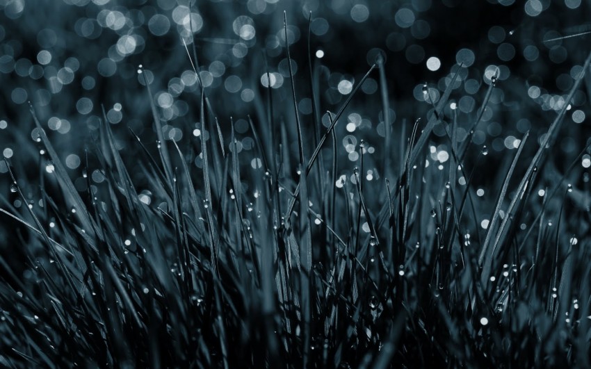 Grass Rain HD Background High Resolution