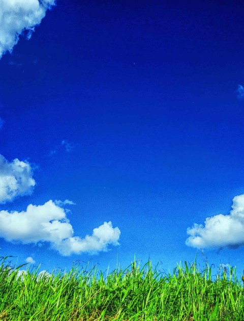 Grass With Blue SKy CB Picsart Background Full HD Download