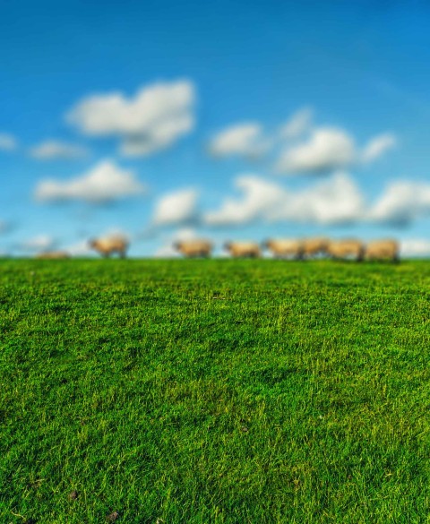 Grass With Blue SKy CB Picsart Background Full HD Download