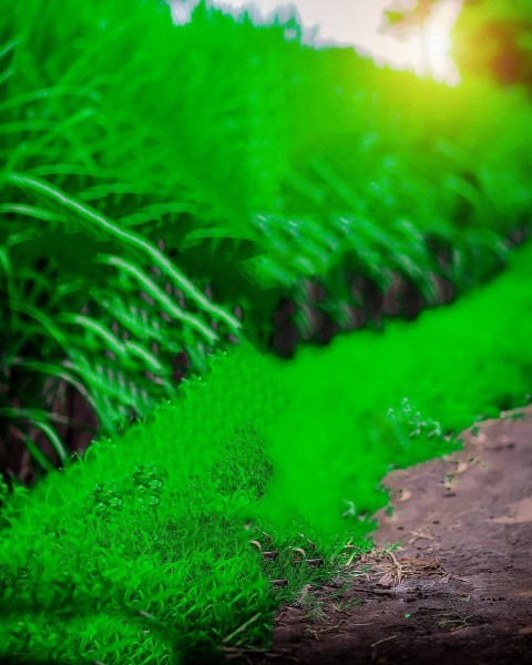 Green Atharv Raut Background Full Hd