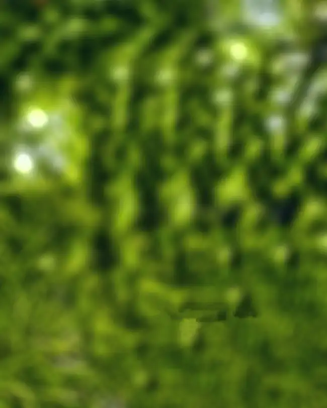 Green Blur CB Background HD FoR Photo Editing