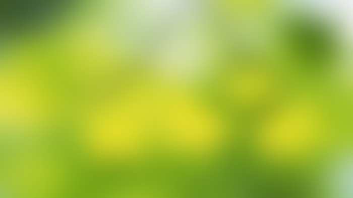 Green Blur Flex Banner Background High Resolution Free