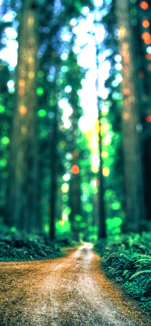 Green Blur Forest Editing CB Picsart Background HD Download