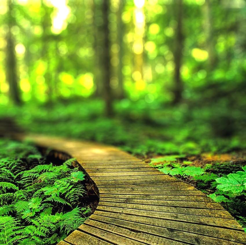 Green Blur Forest Editing CB Picsart Background HD Download