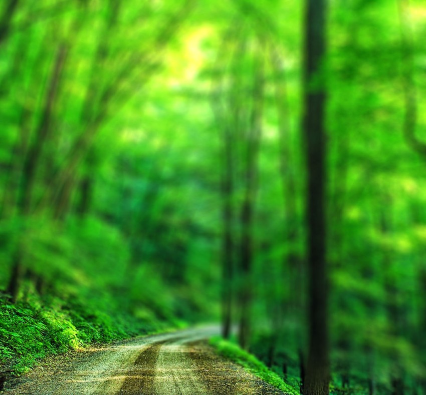 Green Blur Forest Tree CB Picsart Background Full HD Download