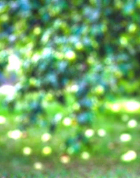 Green Blur Tree CB  Editing Background HD Download