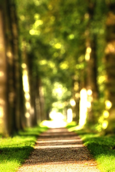 Green Blur Tree CB Picsart Editing Background HD Download