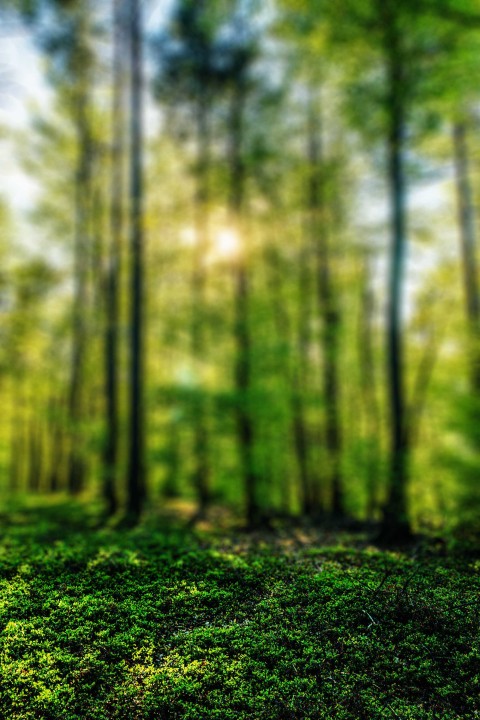 Green Blur Tree CB Picsart Editing Background HD Download