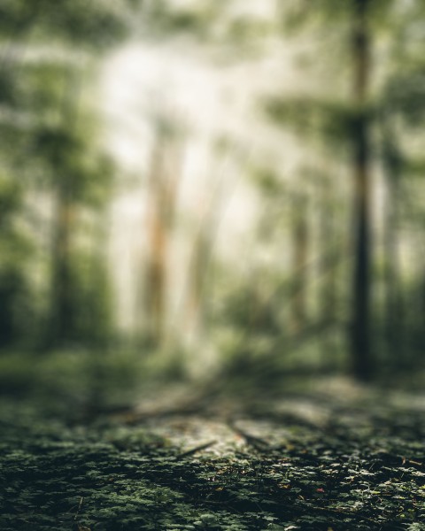 Green Blur Tree CB Picsart Editing Background HD Download