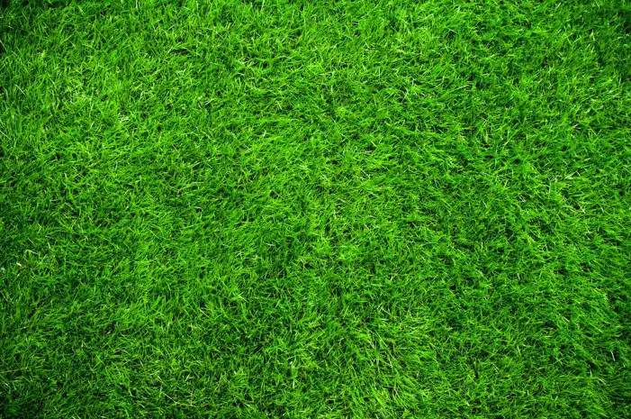 Green CB Editing Grass Background HD Images Free