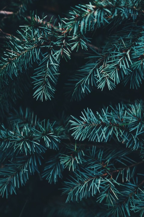 Green Christmas Tree Wallpaper Background HD Download